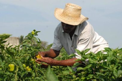 Movimiento sindical rendirá homenaje a los campesinos cubanos
