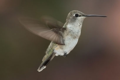 El colibrí que podemos ser