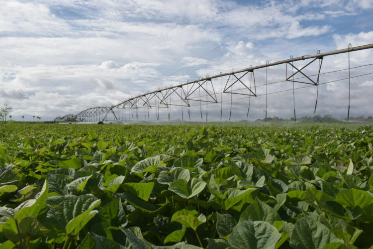 Óptima preparación de la tierra: garantía de buenas cosechas. Foto: Agustín Borrego Torres