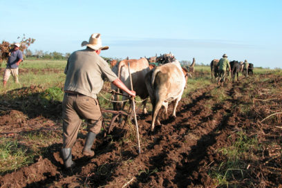 Reconoce CTC  en Las Tunas aportes del campesinado