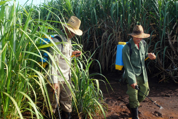 Este es el momento de intensificar las atenciones a las plantaciones cañeras para favorecer el rendimiento por hectárea. | foto: Modesto Gutiérrez, ACN