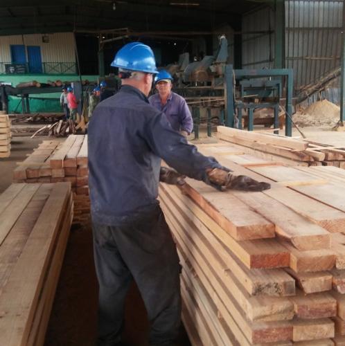 Los 7 mil 85 metros cúbicos alcanzados en el 2017 clasifican como la mayor cifra de madera aserrada en la última década. Foto: Noryis