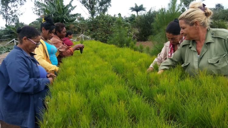 Decenas de pinos llegan al mundo de la mano de estas mujeres, una suerte de parteras que garantizan el presente y futuro de la EFI. Foto: Noryis