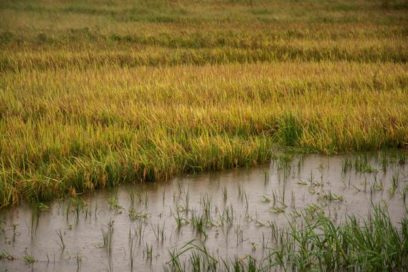 Después de las lluvias, no habrá descanso para los agricultores