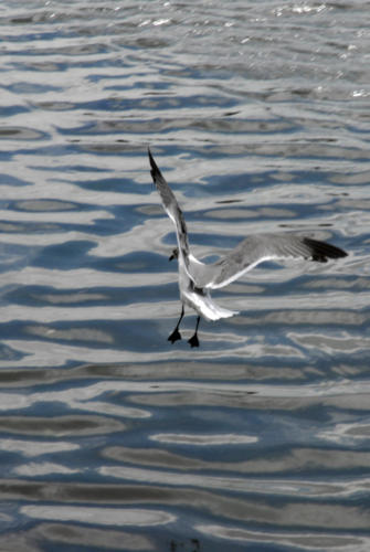 Las aves vuelan felices. Foto: Ramón Barreras Ferrán