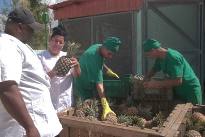Ciego de Ávila: Fiesta productiva en la fábrica de conservas Che Guevara