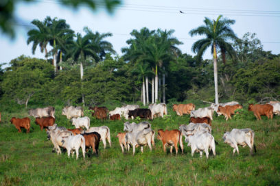 Cooperativa lechera alcanza resultados millonarios