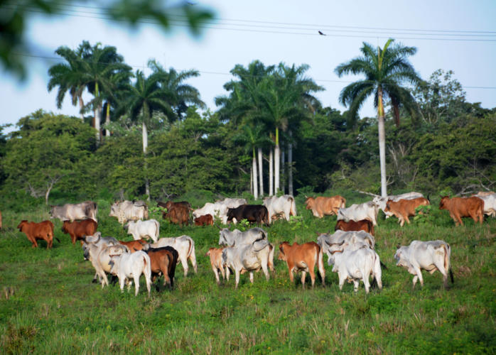 cooperativa lechera