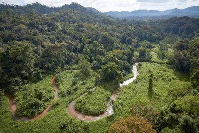 Hacia la selva (VII)