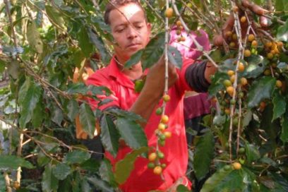 Tercer Frente liderea revitalización de la producción de café en Cuba