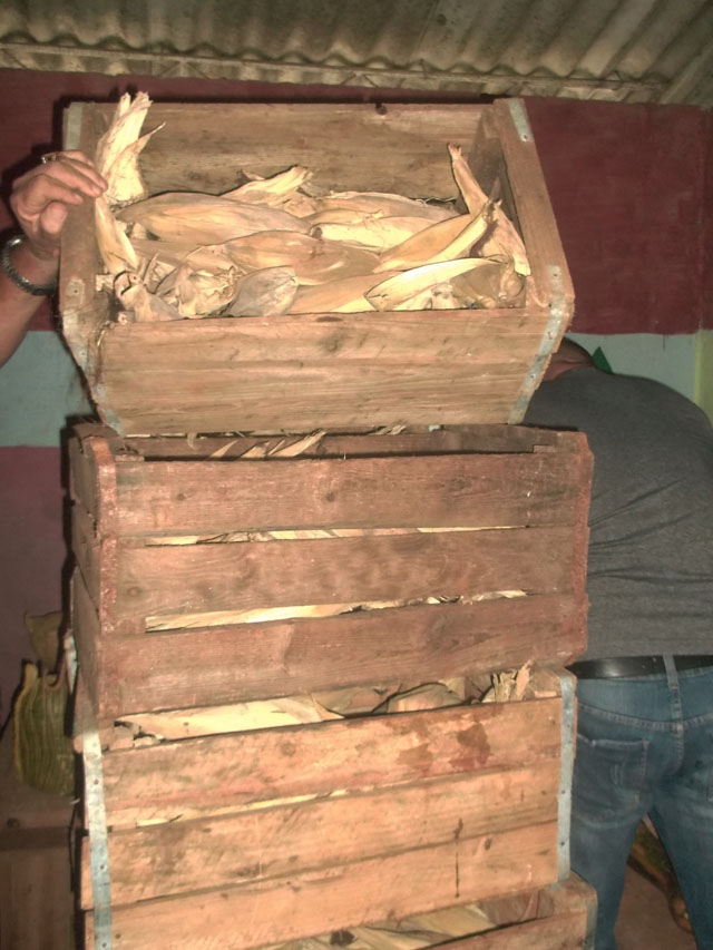 El maíz ya no sirve para tamales. Foto: José Luis Martínez Alejo