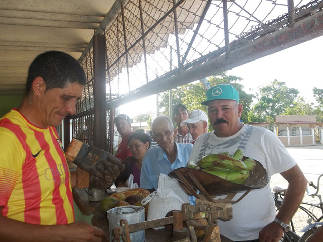 Los consumidores opinan que el plátano vianda debe tener un menor precio en esta etapa de plena cosecha para que lideren la competencia los Mercados Agropecuarios Estatales. Foto: José Luis Martínez Alejo