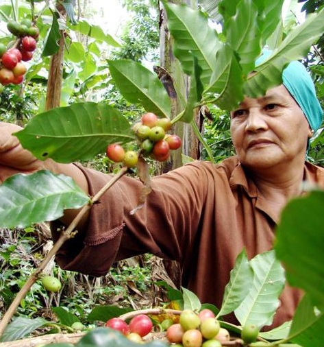 mujer recolectora de café 2