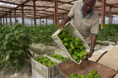 Ensaladas protegidas