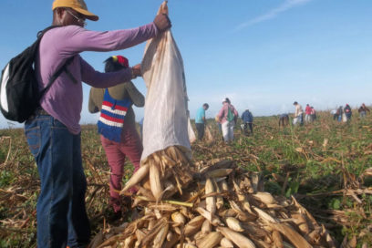 Conferencia por surcos y fábricas