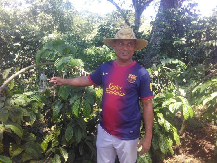 El principal renglón económico de Soledad de Mayarí es el café, con unidades productivas e industriales de destaque, entre estas la UBPC Magueyal, donde la aplicación de la ciencia y la técnica aporta al incremento del rendimiento por área, según asegura Enoide Gutiérrez López, su presidente. Foto: de la autora