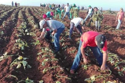 Villa Clara: Labores agropecuarias en saludo a la Conferencia Provincial de la CTC