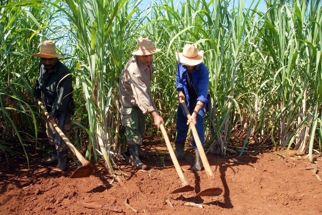 trabajadores azucareros