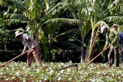 Agricultores granmenses por el avance
