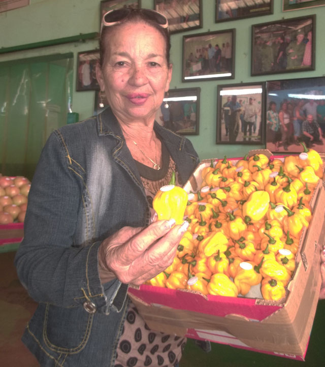 Célida explica las características del ají picante Chile Habanero de color amarillo, cosechado en tierras avileñas y ganador de Medalla de Oro en la Feria Internacional de la Habana, FIHAV 2018. Foto: José Luis Martínez Alejo
