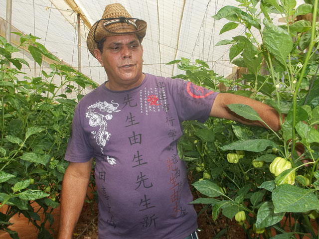 El esmero en el cumplimiento de las medidas agrotécnicas nos brinda la oportunidad de elevar el nivel de exportaciones de este tipo de ají, afirmó Idel Barbosa Menéndez. Foto: José Luis Martínez Alejo