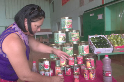 Alimento avileño codiciado en el mundo (+Fotos)