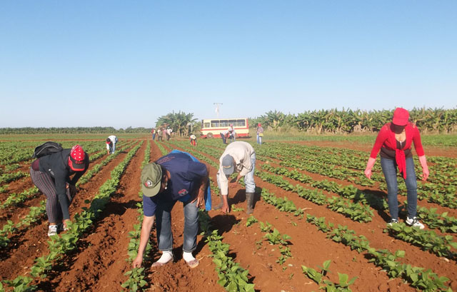 Sindicalistas y trabajadores en labores voluntarias de atención a sembrados de frijoles en la unidad agrícola El Mambí, del municipio de Ciego de Ávila. Foto: José Luis Martínez Alejo