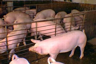 Proyectos que multiplicarán producción porcina