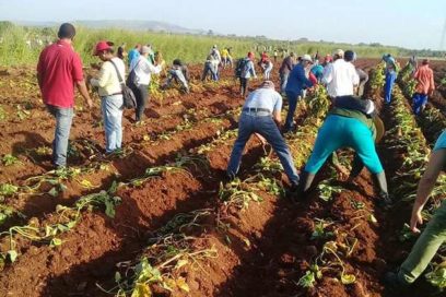 Trabajo voluntario en homenaje a Fidel y al Che