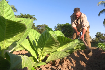 Evalúan campaña tabacalera a nivel nacional en Pinar del Río