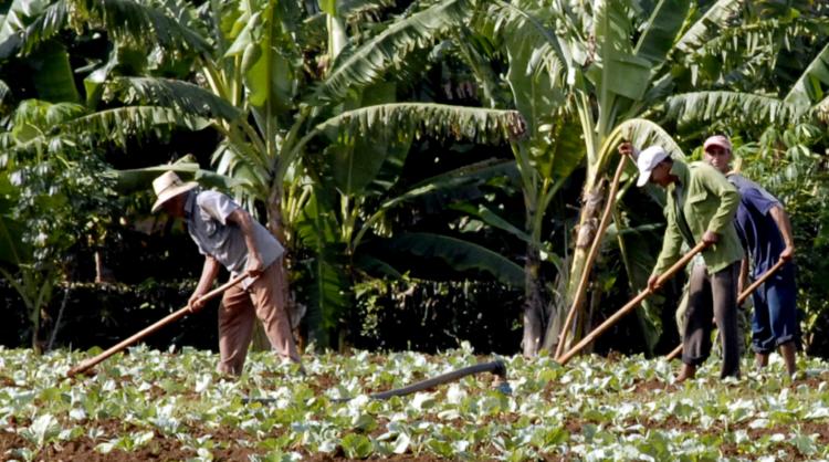 Incrementar las áreas de cultivos varios se ha convertido en uno de los principales retos de los trabajadores agrícolas en Granma. Foto: Lianet Suárez Sánchez