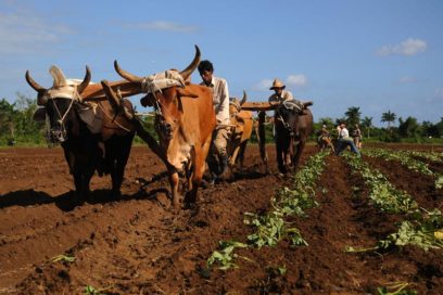 FAO: Innovar en la agricultura es vital ante cambio climático