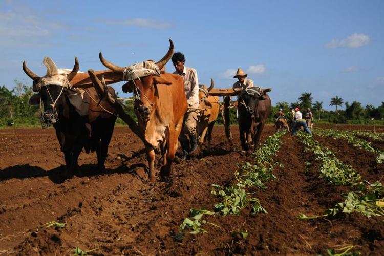 Es indispensable innovar en una agricultura amenazada por el cambio climático, afirma la FAO. Foto: Cubahora.cu