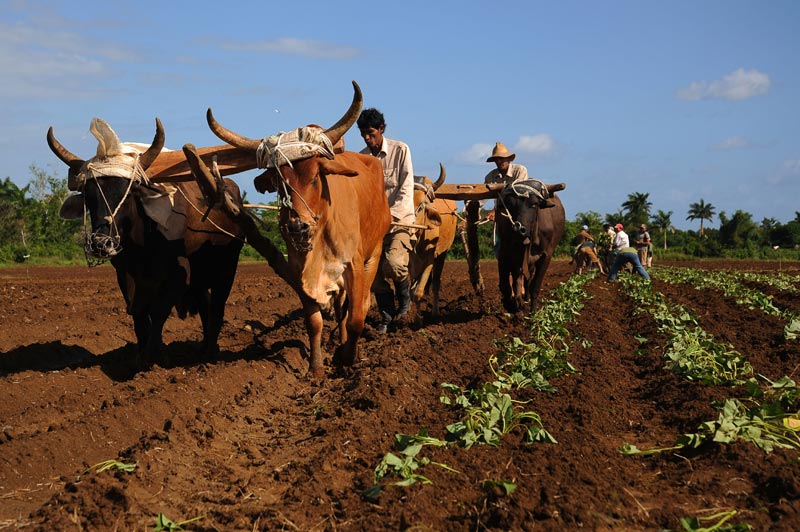 Es indispensable innovar en una agricultura amenazada por el cambio climático, afirma la FAO. Foto: Cubahora.cu