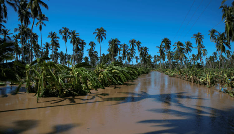 Con el transcurso del tiempo los cultivos padecen con mayor frecuencia los efectos del cambio climático. Foto: noticieros.televisa.com