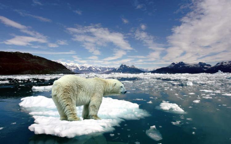Los hielos marinos se derriten y ese es uno de los efectos del cambio climático. Foto: Greenarea.me