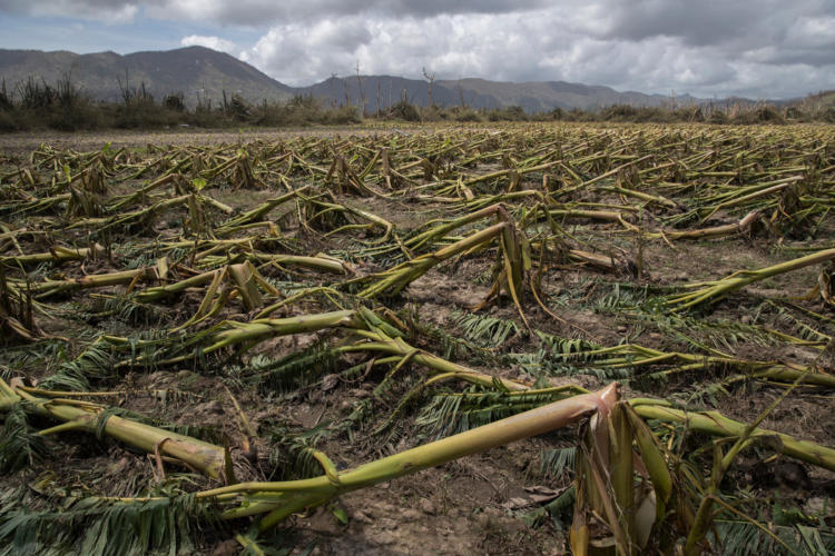 Una agricultura trastornada por los efectos del cambio climático no puede garantizar los alimentos requeridos por la creciente población mundial (Foto: nytimes.com)