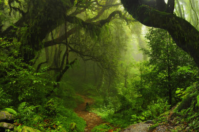 Científicos crean banco mundial de plantas