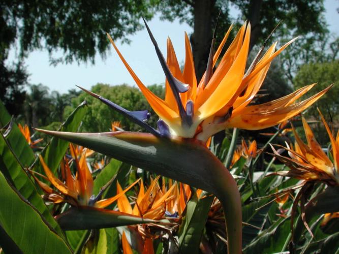 Cada especie de planta conocida ha desarrollado rasgos muy diferentes. Foto: hablemosdeflores.com