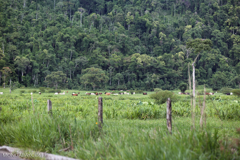 La ganadería extensiva impulsa además la deforestación y al desplazamiento de comunidades. Foto: es.mongabay.com
