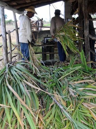 La siembra sostenida de pastos y forrajes ha imprescindible para garantizar los altos índices de producción lechera en Guasimal. Foto: Ismael Francisco, Cubadebate