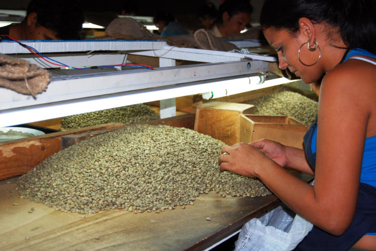 Resulta imprescindible aumentar las exportaciones. El café es rubro de suma importancia. Foto: Barreras Ferrán