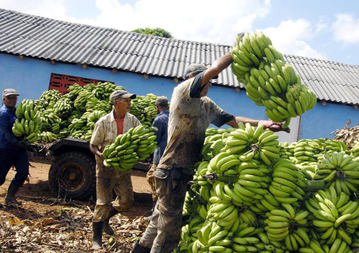 La producción de alimentos entre las prioridades en Ciego de Ávila con motivo del homenaje a la CTC por su nuevo aniversario. Foto: Pastor Batista