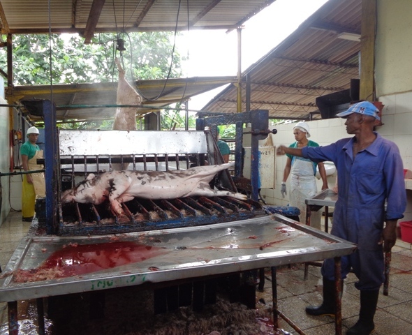 El trabajo de los aniristas permite sortear la precariedad tecnológica. Muestra de ello es esta peladora de cerdo, con la cual se aumentaron los niveles de sacrificio. Foto:Lianne Fonseca Diéguez
