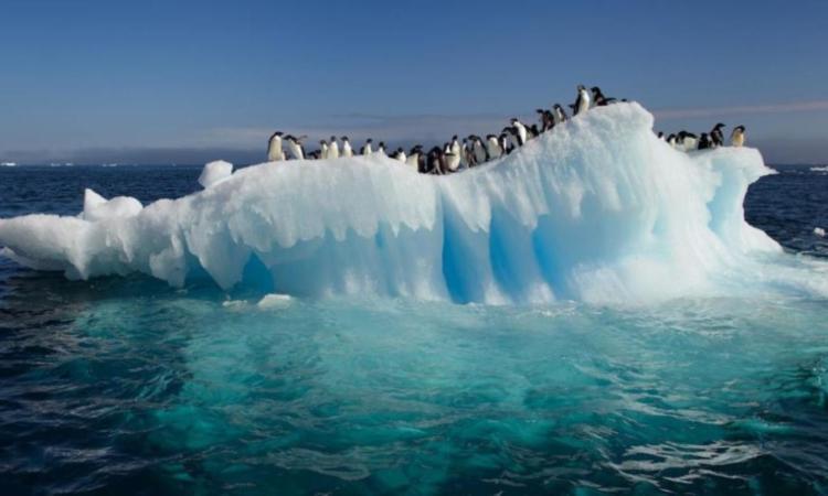 El derretimiento antártico también daña a la biodiversidad Foto: Tomada de futurorenovable.cl