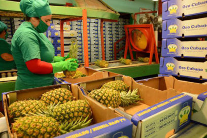 El primer polo agrícola exportador de Cuba