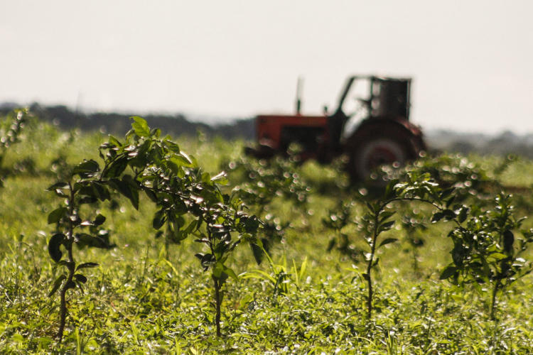 Por la falta de yerbicidas tienen que duplicar y triplicar la limpieza de los campos sembrados. Foto: René Pérez Massola