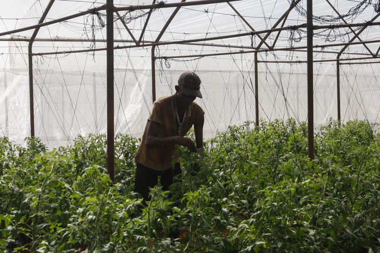 Se busca un socio extranjero para cultivar 20 hectáreas más en casas protegidas. Foto: René Pérez Massola