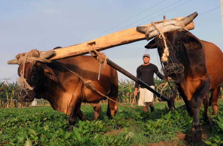 La producción de alimentos es una de las principales tareas que se realizará en las celebraciones por los 80 de la CTC. Foto: Orlando Durán Hernández