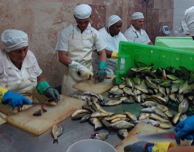 Incentivar la diversificación es una prioridad del colectivo. Foto: Lourdes Rey